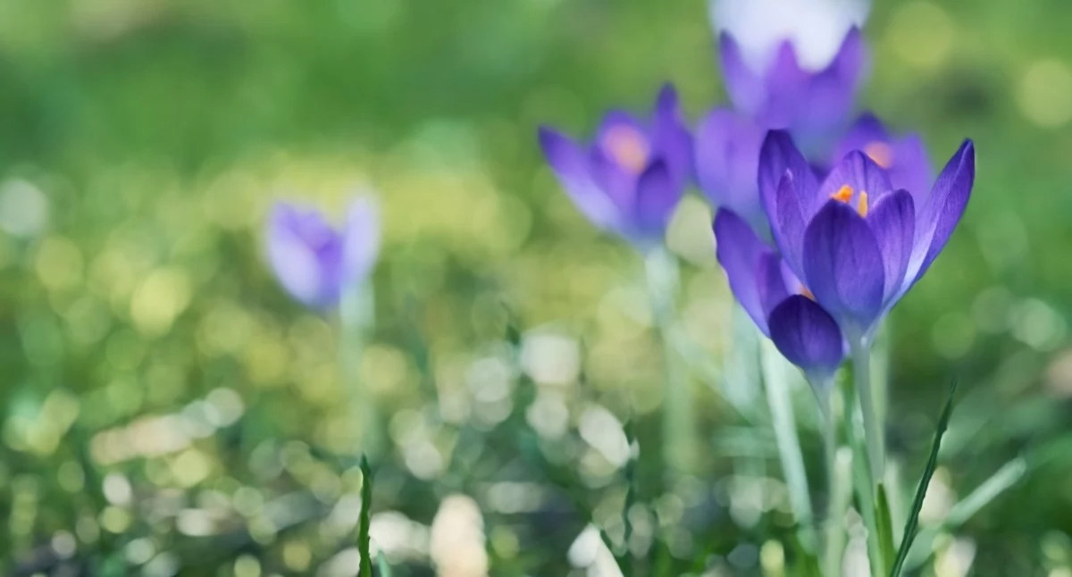 Otwarcie Ogrodu Botanicznego UKW w Bydgoszczy od 1 kwietnia