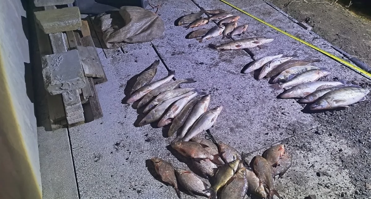 Nielegalny połów ryb w Pakości. 30 kg i sieć na jeziorze