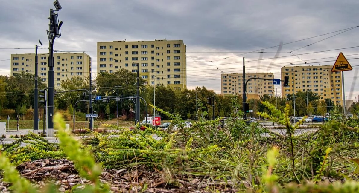 Szwederowo: zielone torowisko i wiaty z sukulentami