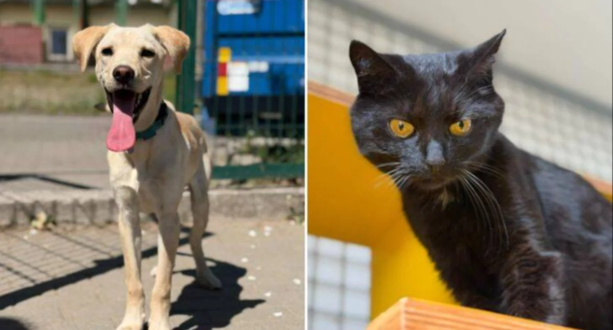 Adopcje ze schroniska przy Grunwaldzkiej. Pralinka i Milo czekają
