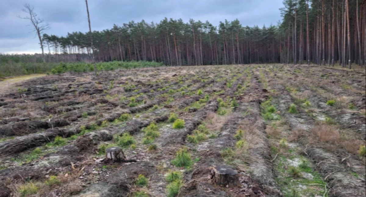 Nadleśnictwo Bydgoszcz coraz częściej odnawia las naturalnie