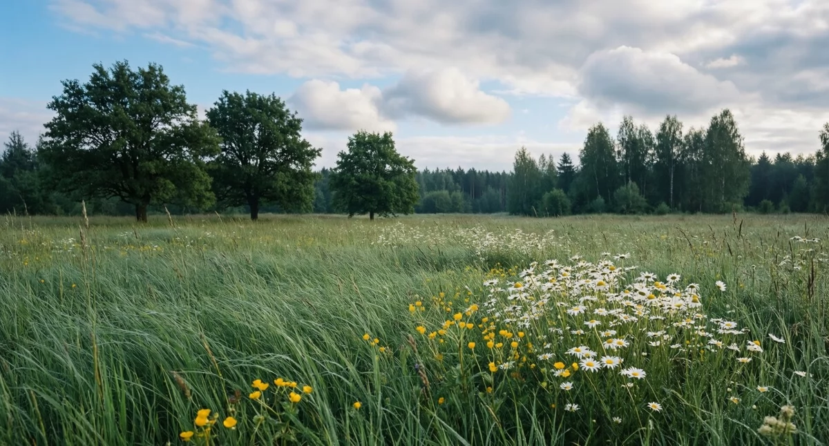 Prognoza na dziś: słońce i 32°C w Bydgoszczy