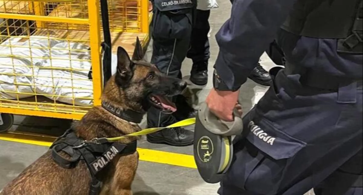 Operacja „Kryształ” w regionie: THC, LSD i 29 g kryształów