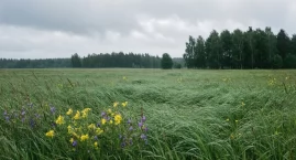 Bydgoszcz: pogoda na dziś — chmury, deszcz i porywy wiatru