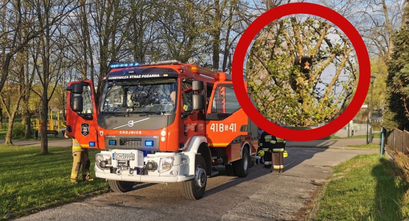 Kot utknął na drzewie. Pomogli druhowie z OSP Chojnice (ZDJĘCIA Z AKCJI) 