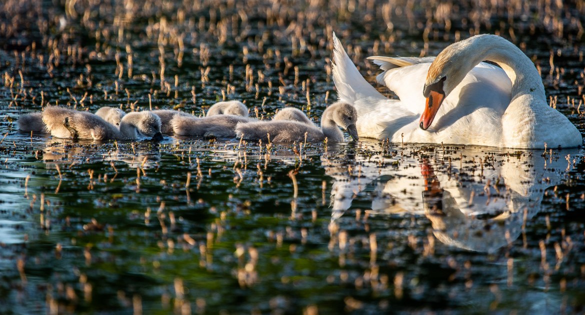 Brzydkie kaczątka z rodzicami w Parku Tysiąclecia