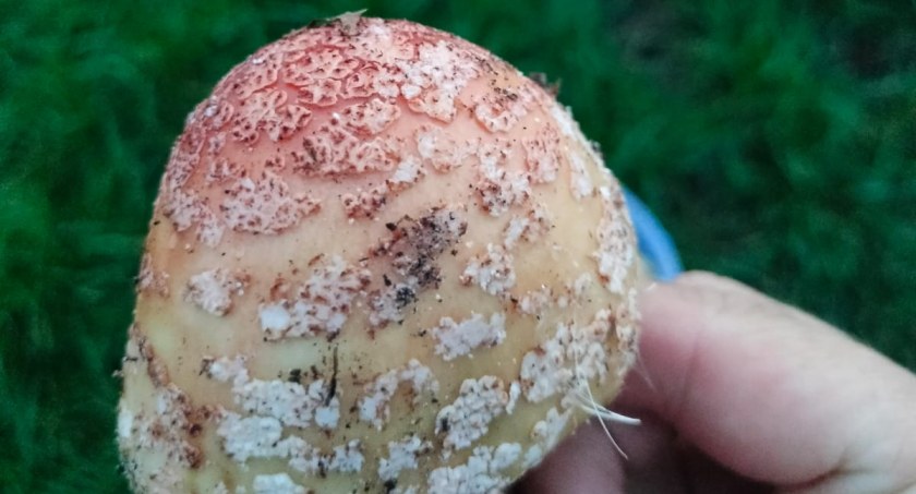 Jak dobrze znacie się na grzybach? Gdzie można rozwiać swoje wątpliwości?