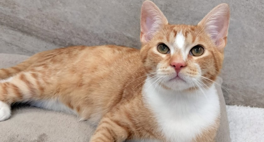 Przepiękny, dostojny kociak Valentino poleca się do adopcji.