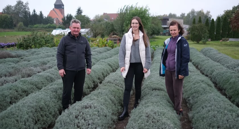 Lawenda na plantacji w Ostrowitem pachnie nawet w październiku