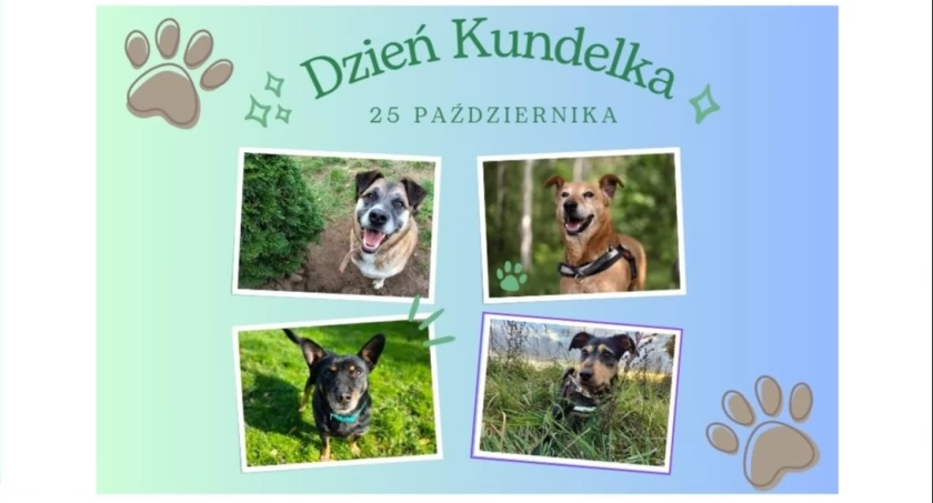 Dzisiaj  25 października - obchodzimy Dzień Kundelka