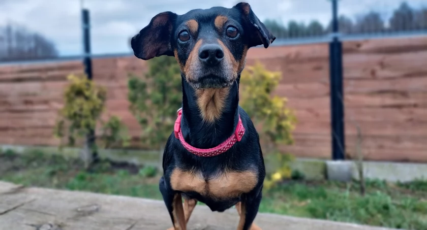 Maja - nasza malutka sarenka gotowa do adopcji