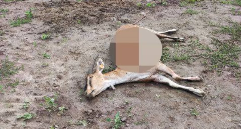 Już wiadomo co zagryzło stado kóz w Lichnowach