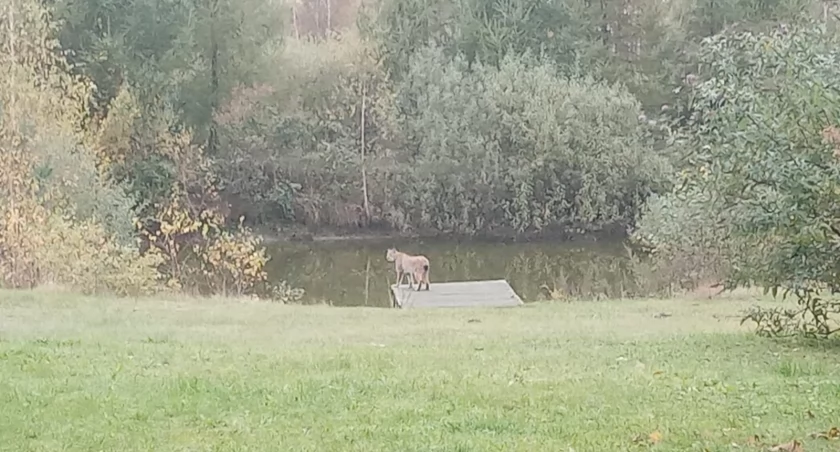 Rysie zapuszczają się w Bory Tucholskie
