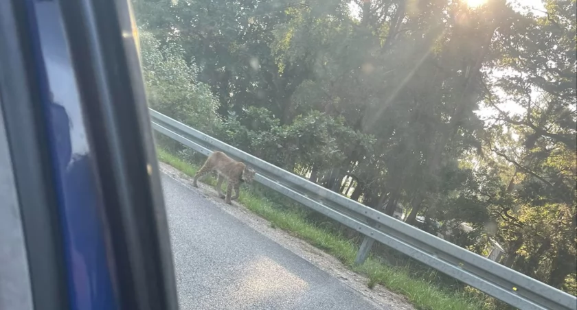 Ryś w Drzewiczu. Skąd przychodzą do nas te koty?