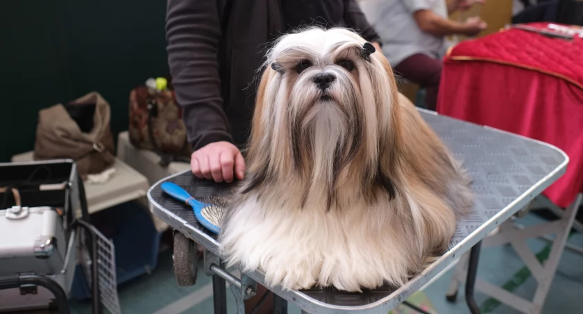 Pies Krystiana Fenske najlepszym z oddziału Chojnice. Wystawę wygrywa lhasa apso