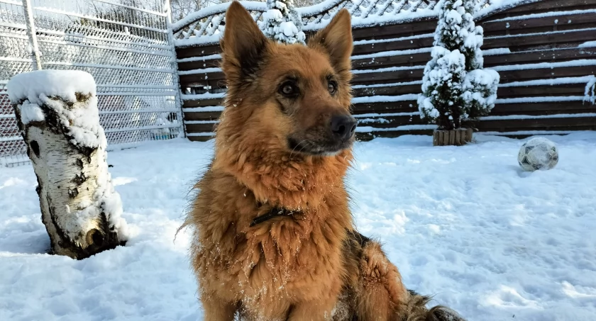 Borka czeka na wspaniały domek 