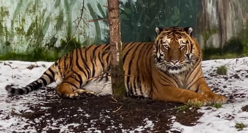 Tygrys Maximus z zoo na Canpolu nie żyje