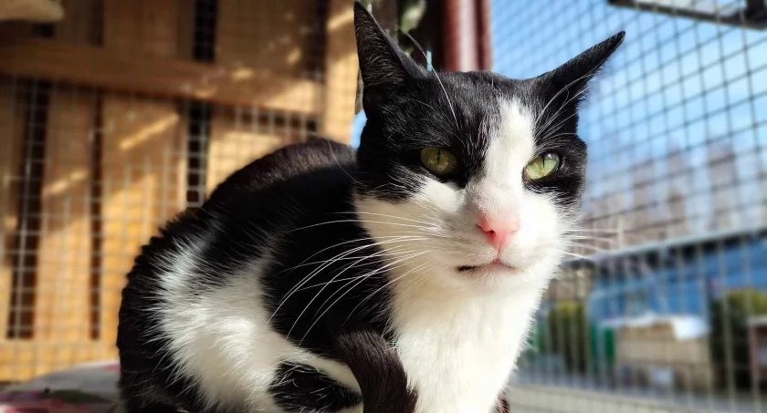 Maniek poleca się do adopcji 