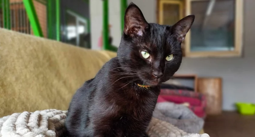 Przepiękna, młodziutka koteczka poleca się do adopcji!