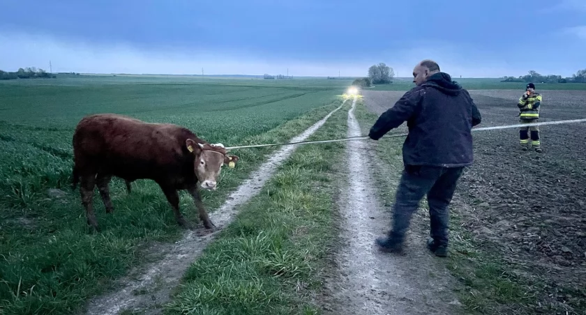Ostatni byk-uciekinier odnaleziony i złapany!