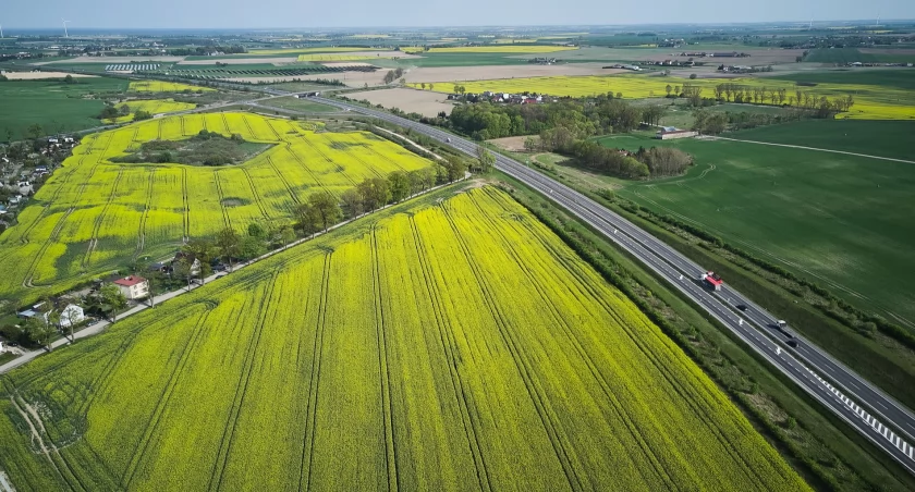 Kwitnący rzepak przy chojnickiej obwodnicy