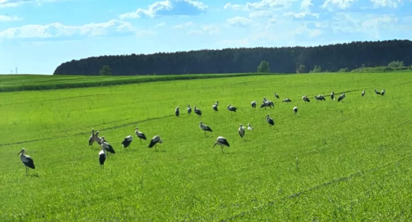 Plaga bocianów w Lichnowach. To nie jest normalne