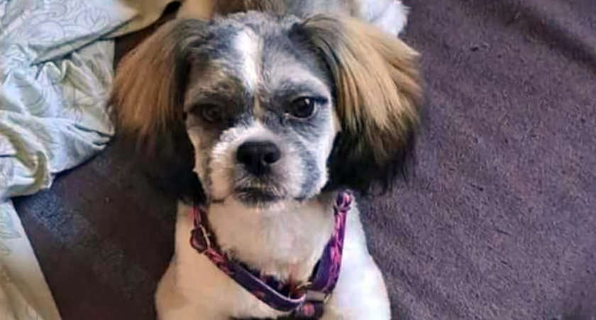 Zaginął shih tzu: pomóżmy znaleźć naszego przyjaciela!