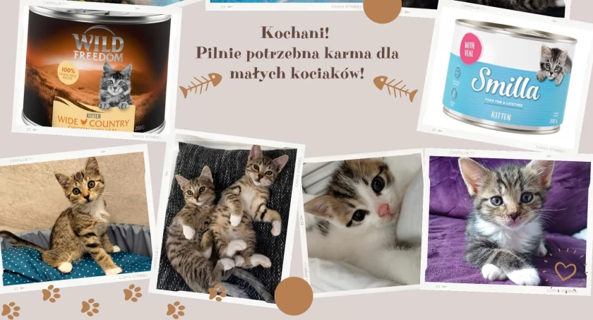 Kociaki ze schroniska pilnie potrzebują Waszej pomocy 