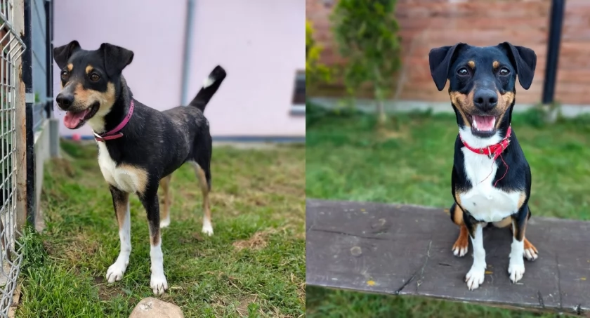 A może adopcja w dwupaku?