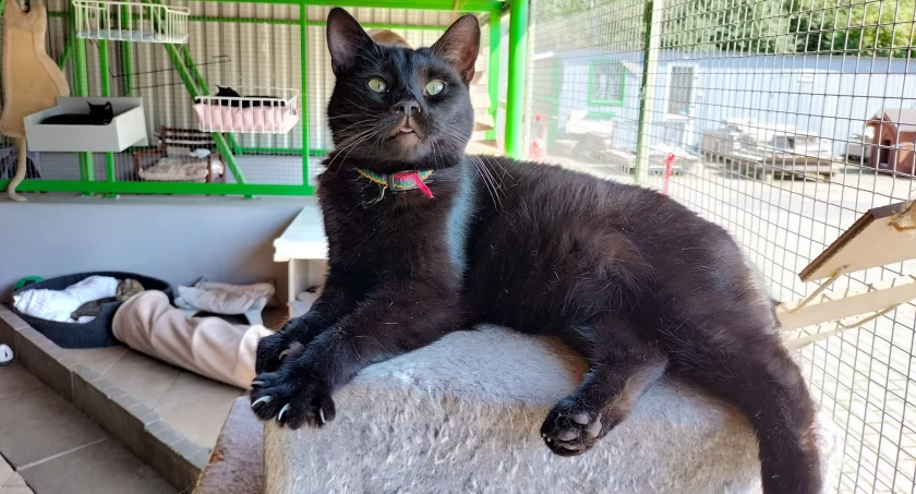 Kociaki z kociarni nr 3 polecają się do adopcji! Zapraszamy 
