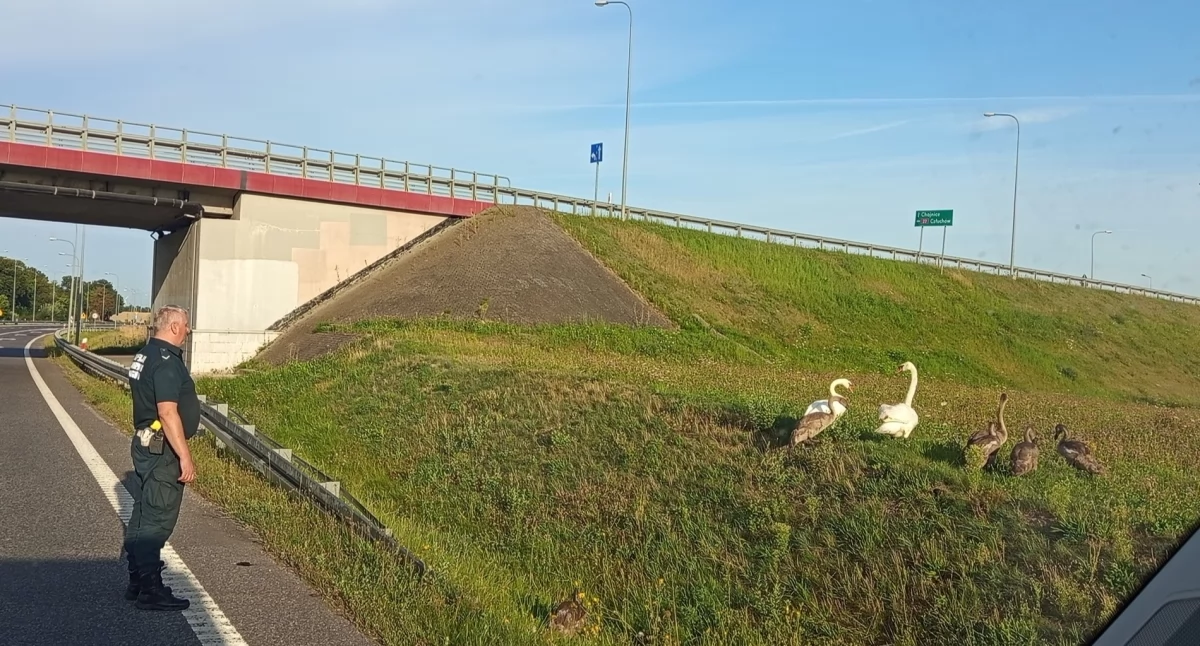 Inspektorzy Transportu Drogowego uratowali stado łabędzi przed rozjechaniem