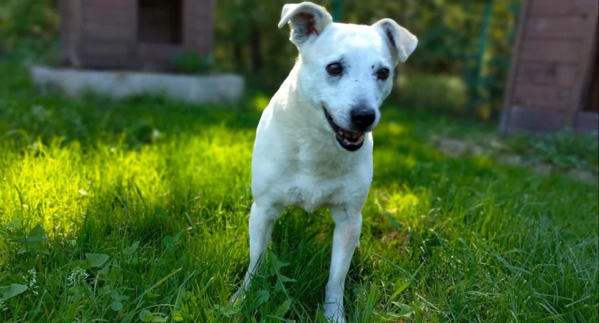 Kamyk grzecznie i cierpliwe czeka na domek w schronisku od 2019 roku.