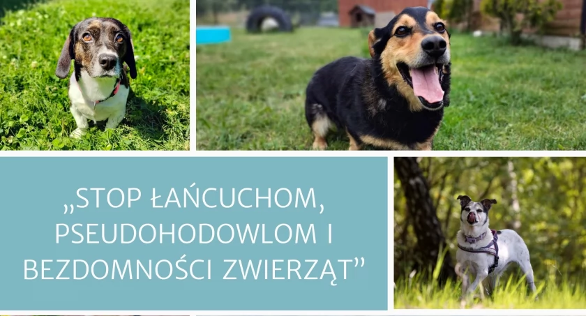 STOP ŁAŃCUCHOM, PSEUDOHODOWLOM I BEZDOMNOŚCI