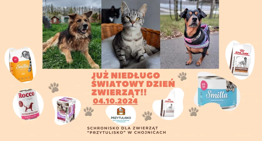 W naszym schronisku mieszkają fantastyczne istoty, które każdego dnia czekają na miłość, troskę i nowy domek!