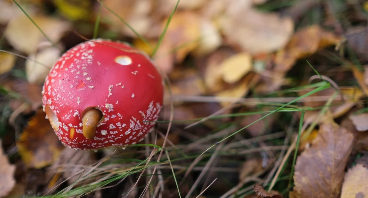 Załamanie pogody w Chojnicach – nadchodzi polarne powietrze i … jesień