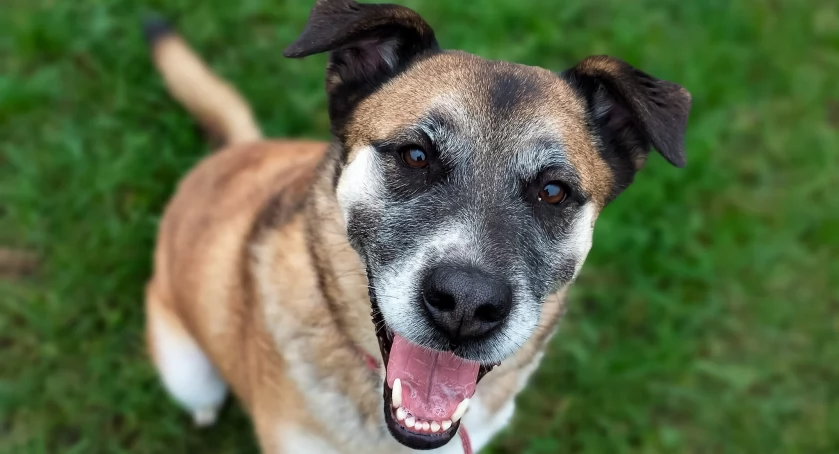 Sonia – wyjątkowa, 10-letnia sunia, która wciąż zachwyca swoją energią i radością życia poleca się do adopcji!