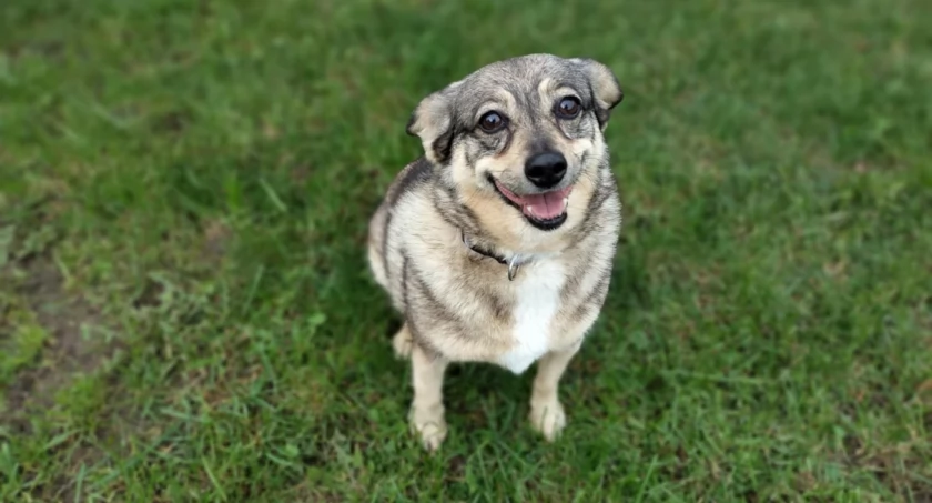 Kochana psinka Majka poleca się do adopcji!