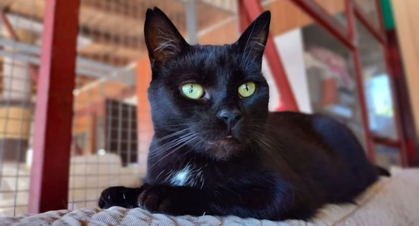 Młodziutka, delikatna i spokojna koteczka poleca się do adopcji