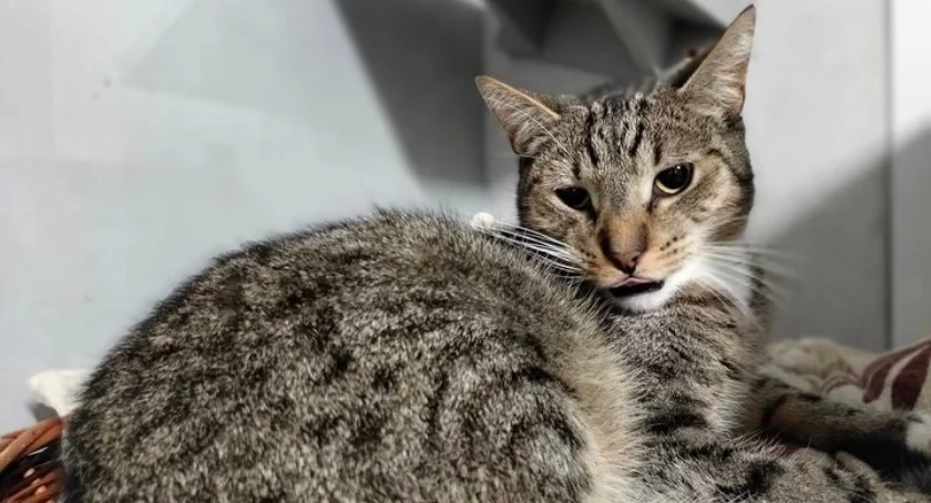 Pączuś poleca się do adopcji!