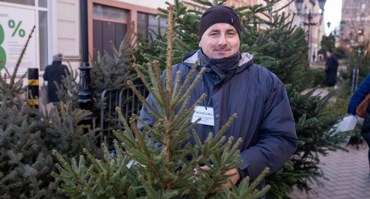 Jakie są ceny choinek w tym roku? Odpowiada plantator z Chojniczek