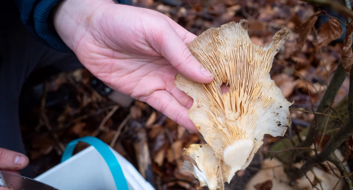 Dokąd na niedzielny spacer? Na Górę Zamkową i grudniowe grzybobranie