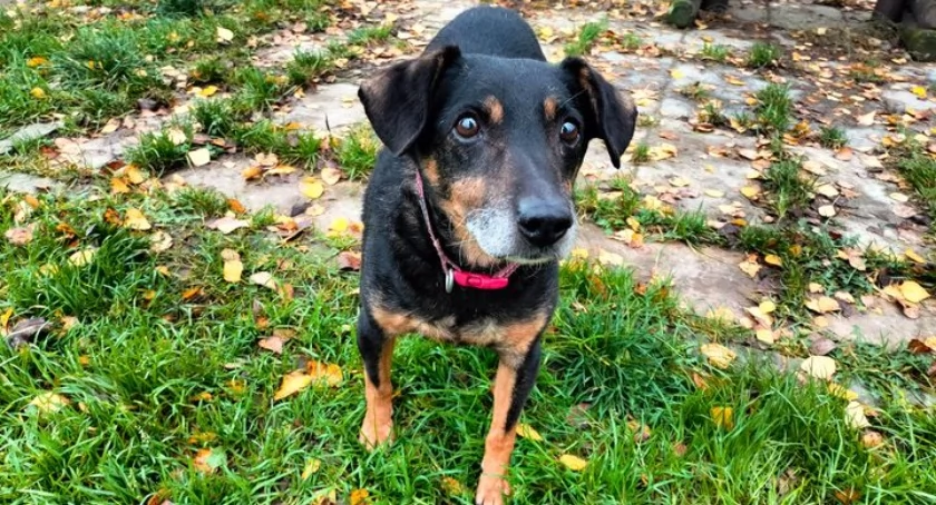 Na adopcję czeka Misiu! 