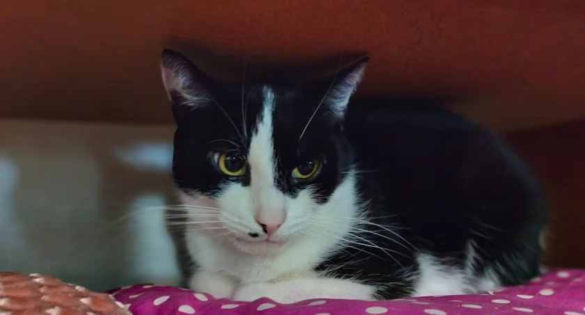 Dostojny Krystek poleca się do adopcji!
