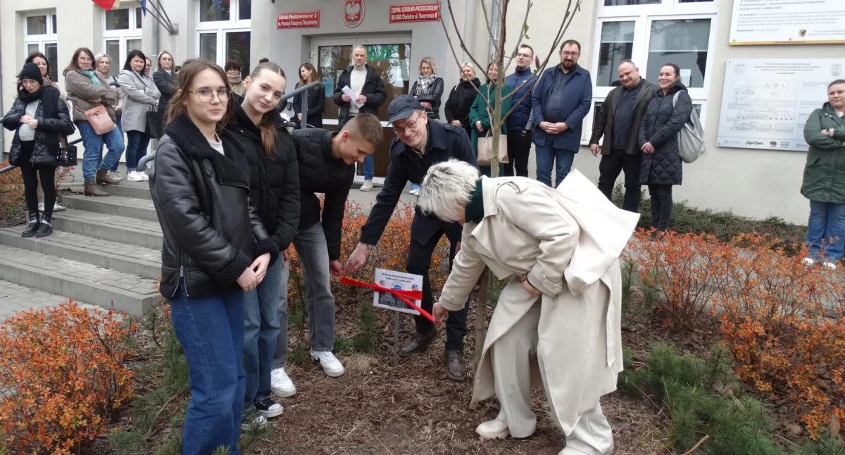 Magnolia na jubileusz – Szkoła Podstawowa nr 3 w Chojnicach rozpoczęła obchody 80-lecia