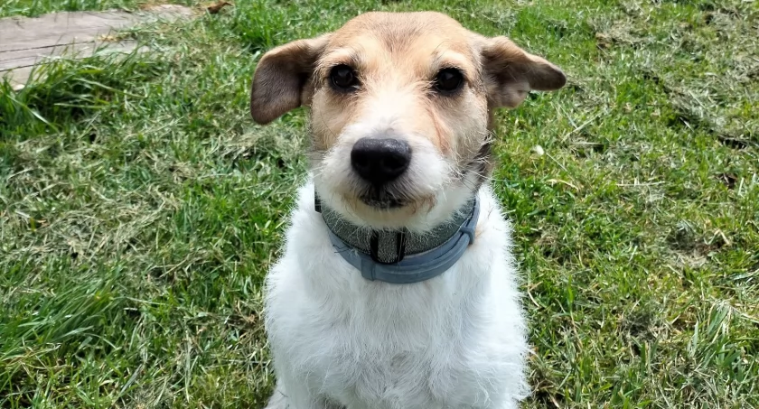Stefa - cudowna terierka do adopcji 