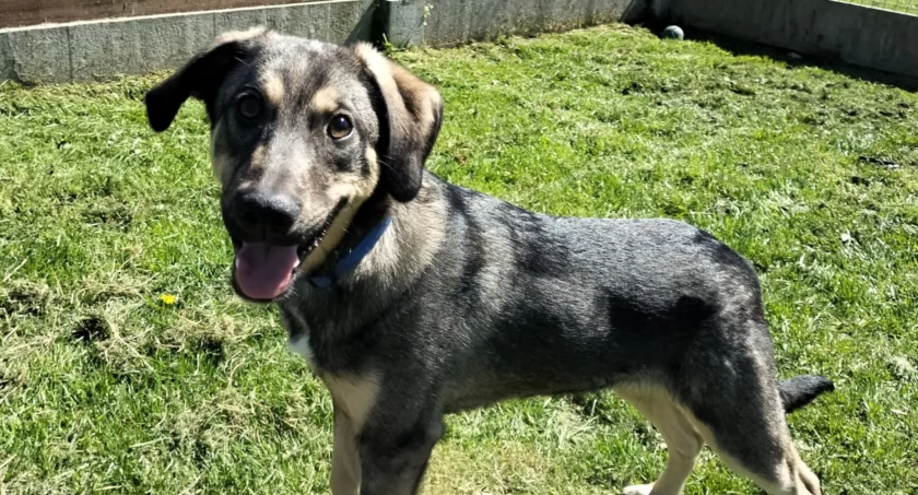 Urwis Zazu poleca się do adopcji 