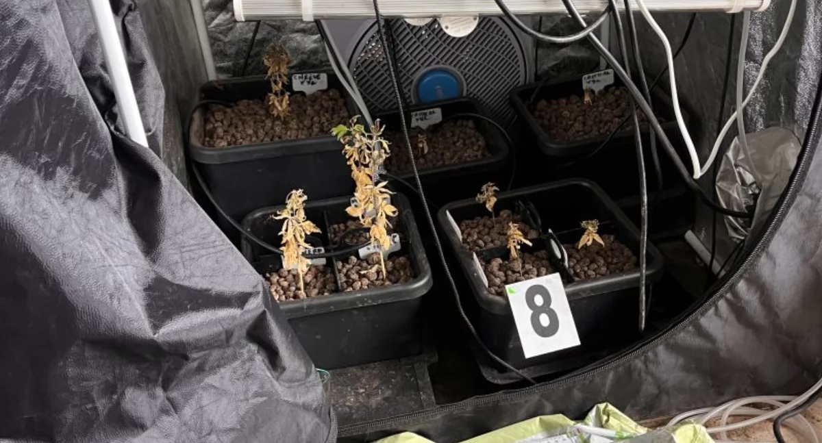 Policjanci zlikwidowali plantację konopi. Blisko 3 kg marihuany zabezpieczone