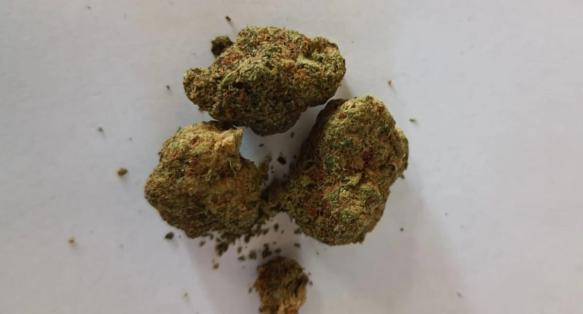 Grzyby halucynogenne, LSD i marihuana – 32-latek zatrzymany przez policję