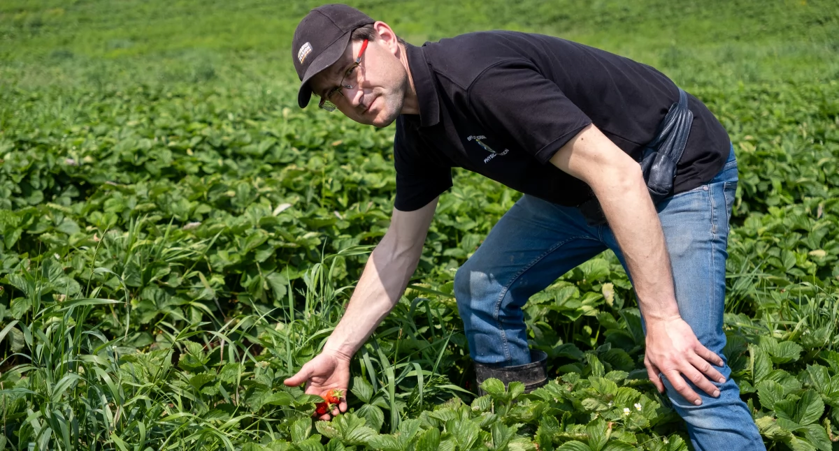 Truskawki kontra klimat – jak radzi sobie plantator z Lichnów?