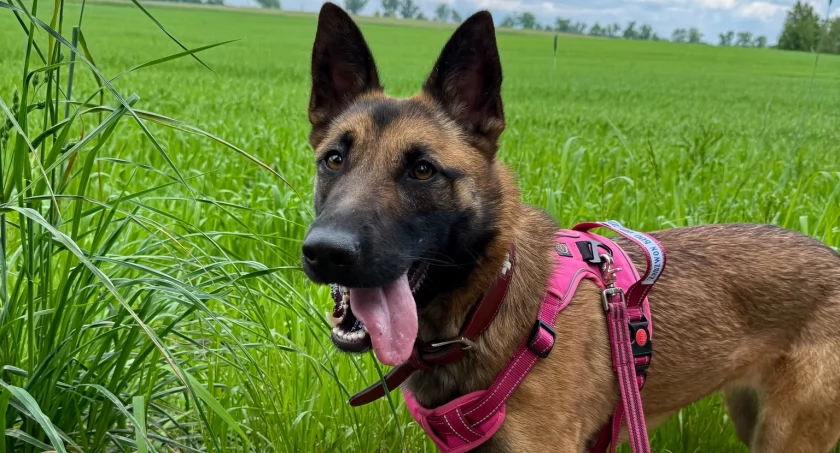 Nala szuka domu: wrażliwa dusza w ciele owczarka belgijskiego